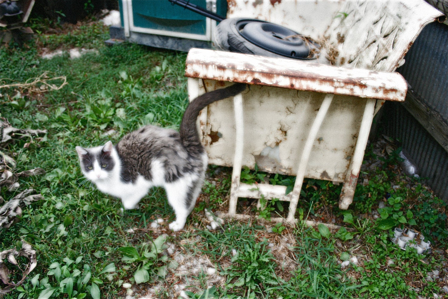 Surreal Fine Art Photography Animal Pet Cat, Junkyard Cat 8x10