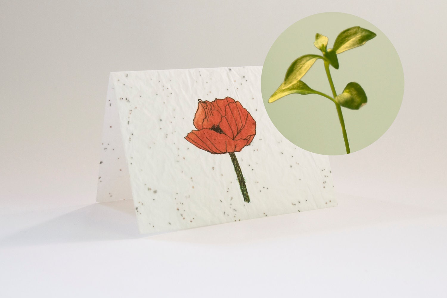 Greeting card Red poppy - blooming greeting card with flower seeds and watercolor illustration