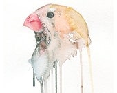 Zebra Finch -- Archival 8.5 x 11 Watercolor Print