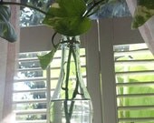 Philodendron Growing in a recycled Wine Bottle with cobalt blue Sea glass / great for Wedding Centerpieces, home decor, office, dorm decor