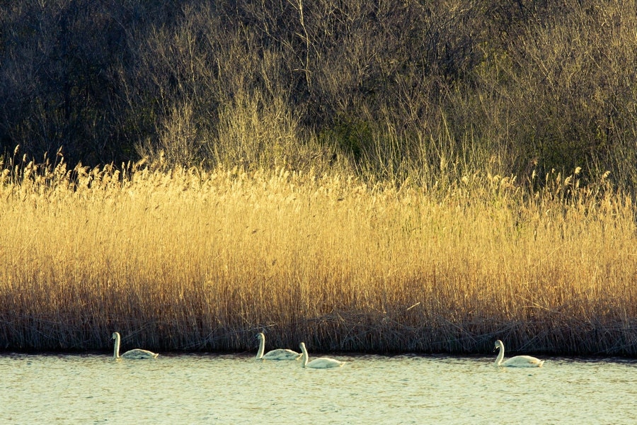 Swans Photography, Wildlife Photography, Swan Birds Family, 8x12 natural beige orange harvest