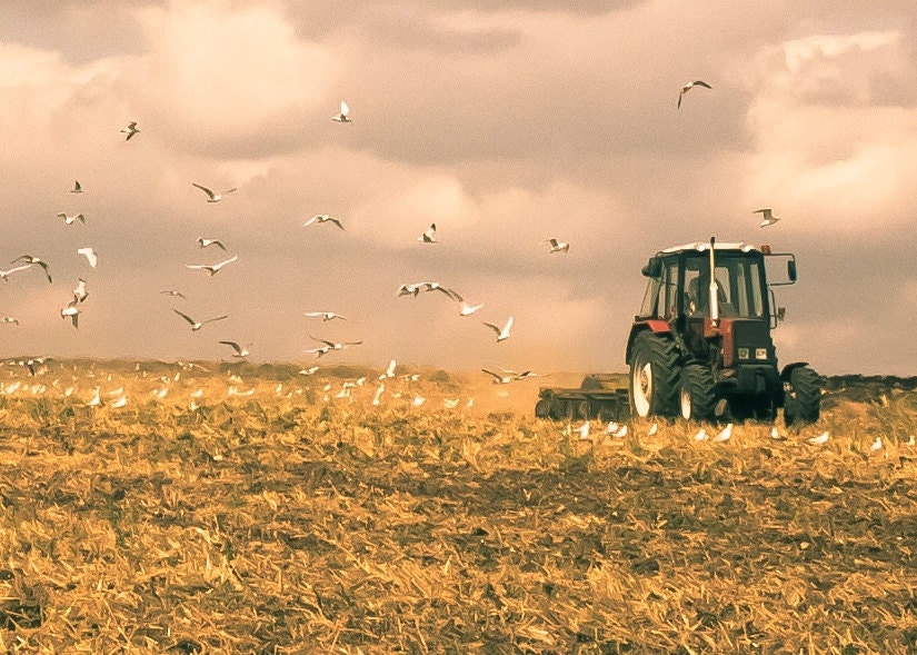 Harvest Time, Autumn harvest photograph, Harvester combine, Farming seagulls birds windmill, Autumn sky, yellow orange 8x12 8x10