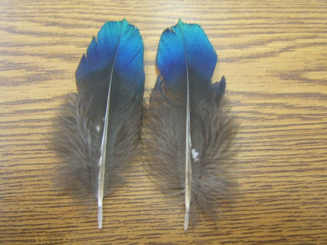LA11 - Naturally Shed - Cruelty Free - Matched Pair Impeyan Pheasant 4 1/4" Metallic Green Blue Feathers