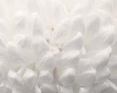4x6 Original Fine Art Print Abstract Art Bright White Brilliant Simple Floral Print Minimalist Photography Dreamy Nature Fine Art