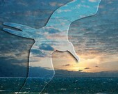 Surreal Art Photo Magritte Ocean Sunset Bird 12x18" print