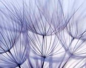 Dandelion Photography Seeds Close-up Soft Summer Light Fine Detail Home Decor "Dandelion in Blue" 12x18 Print