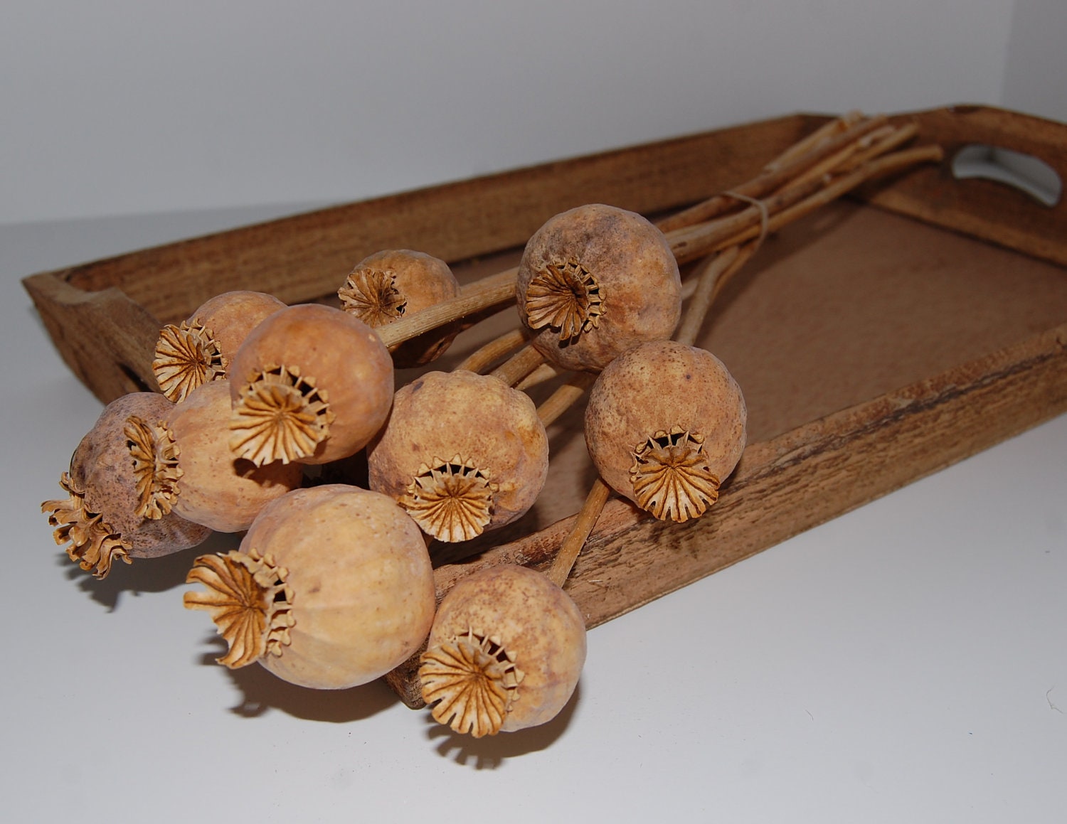 Italian Seedless Dried Poppy Pods XL