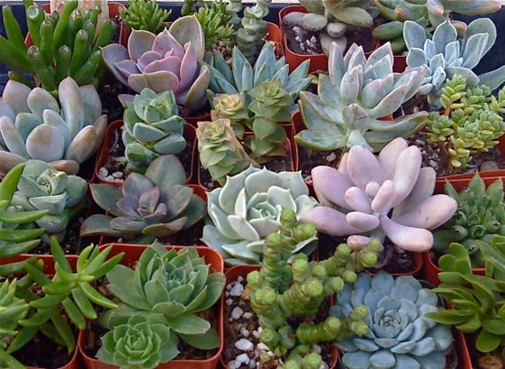 Buy plants wedding gifts - 50 SUCCULENT PLANTS, Wedding Favors, Vertical Wall Art, Vertical garden, Boutonnieres, Wreath, Bridal Bouquet