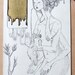 New Growth, original ink drawing.