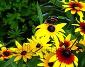 Sunflower Visitor, bug, insect, butterfly, sunflower, yellow, color, flowers, 8x10, fine art photography