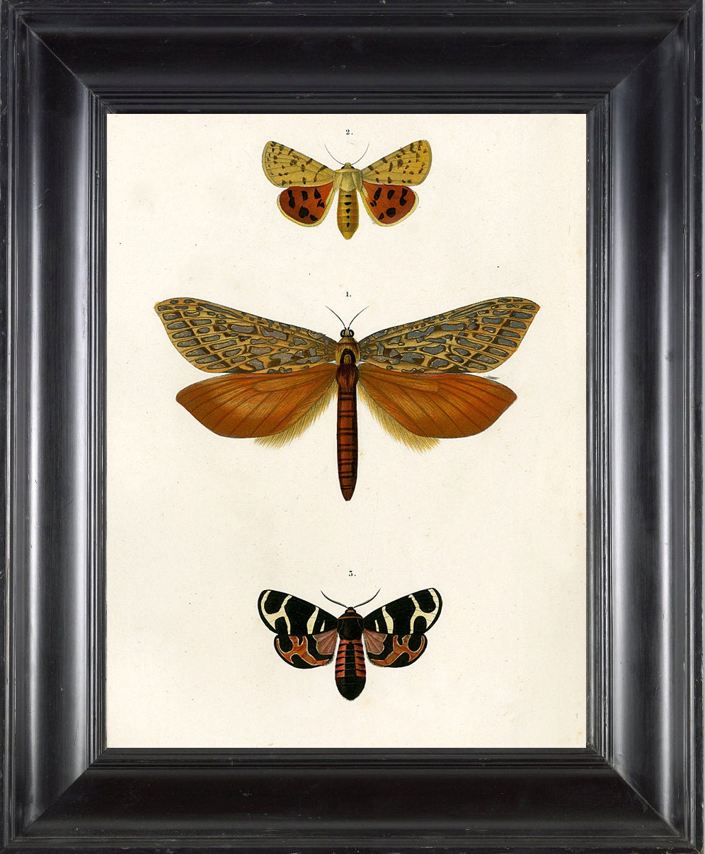 BUTTERFLY PRINT D'Orbigny 8x10 Botanical Art Print 2 Beautiful Antique French Butterflies Natural History Plate to Frame Interior Design