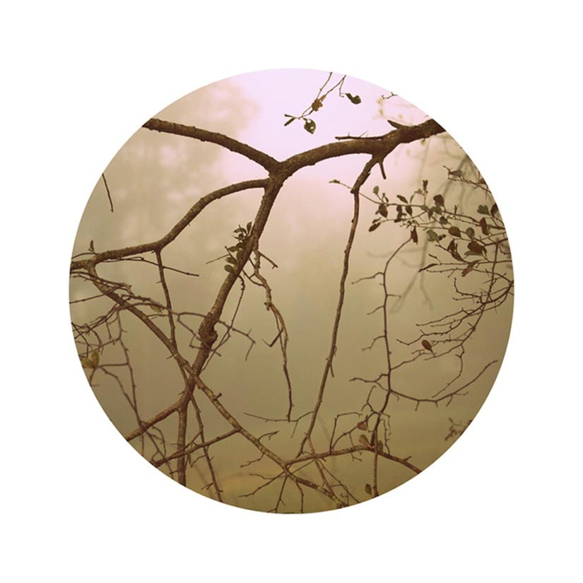 Fall Photograph, Autumn Home Decor,  BRANCHES.  Circular woodland photo.  Woodland, pastel, foggy, nature, home decor.