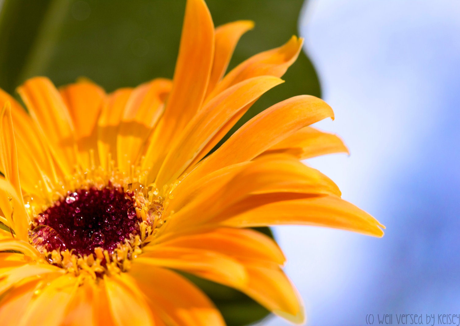 postcard set, photo postcards, flower photo, set of 5 blank cards