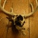 Mummified Deer Skull