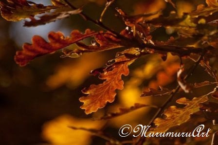 Red Oak Leaves, Autumn Forest, Cozy Colors of Fall Nature, Fine Art Photography, 12x7.8"