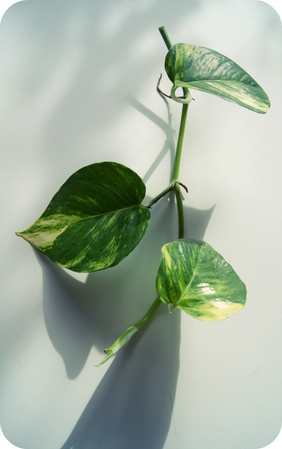 Buy indoor plants gifts - Plant Cutting, Eco Friendly Gift Idea, Pothos Vine, Indoor Plant, Devil's Ivy, Varigated