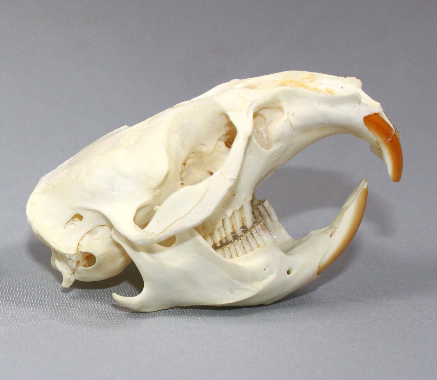 Muskrat Skull