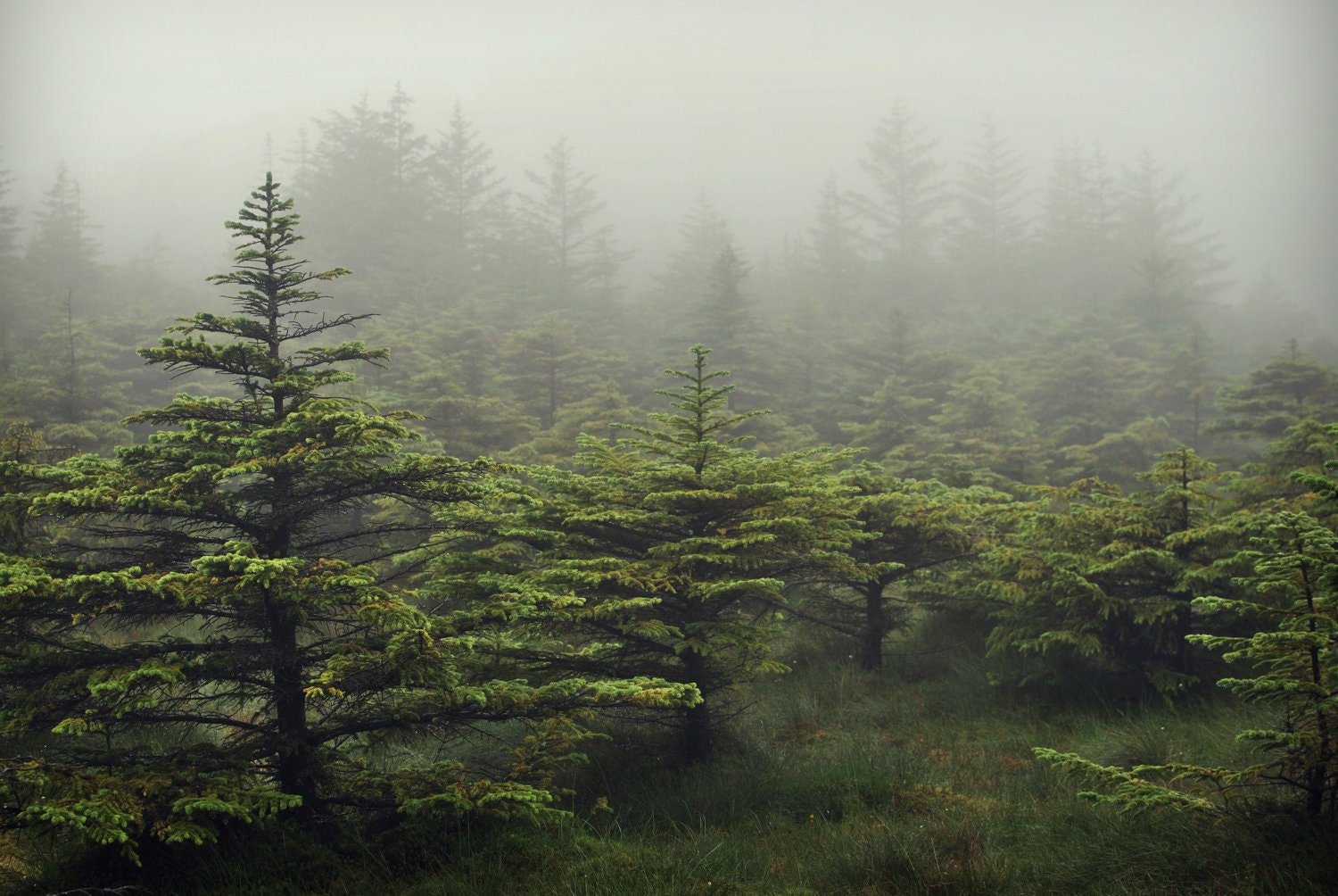 Scotland in the fog - Fine art photography - dreamy landscape - Print - MarionDunyach