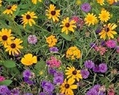 2,000 Wildflower Mix Seeds, Cover a Large Area, Attracts Butterflies