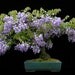 Chinese Wisteria Vine, Very Fragrant, Grow as a Bonsai, Seeds