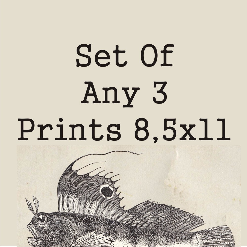 Set of three prints- 8,5 x 11 prints - choose any 3 in the shop
