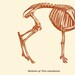 Skeleton Print Bighorn Sheep Vintage Illustration