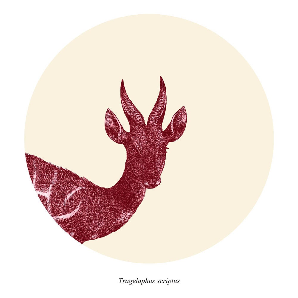 Bushbuck Antelope  Print from Antique Illustration  Home Decor