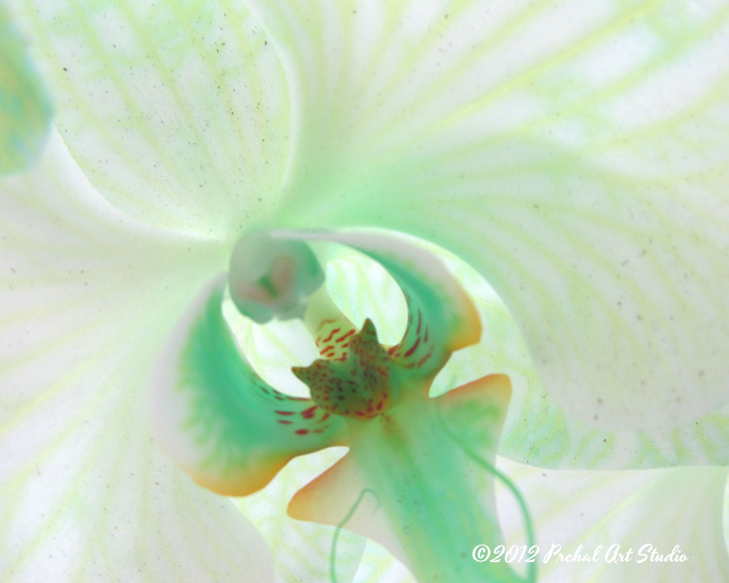 Nature Photography, Flower Photography, Orchid Flower Macro, 8x10 Print - Shabby Chic, Cottage Style