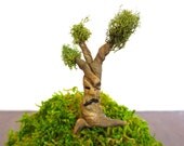 Troublesome Tree...Fairy House Miniature One Clay Tree Fairy Garden House Miniature Tree Fantasy Clay Trees Terrarium Decor
