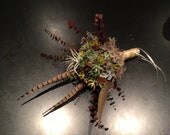 Custom Large Succulent Bouquets