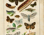 Old 1897 Antique Vintage Original WILLIAM F KIRBY British Butterflies Hand Colored Lithograph Chromolithograph Bookplate Butterfly Moth 11