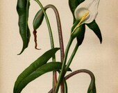 Antique THOMAS MEEHAN Hand Coloured Bookplate Color Book Plate Vintage Print Native Flowers Ferns 1879 Arrow Leaved Spoon Flower 31