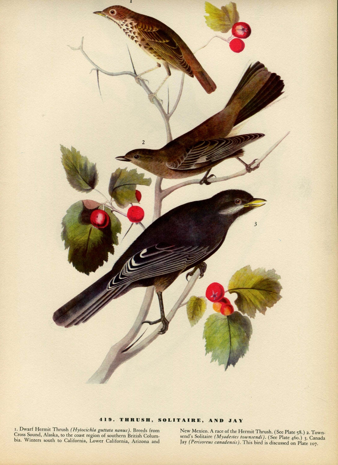 Old 1937 Antique Vintage Book JOHN JAMES AUDUBON Birds of America Bookplate based on Water-color Painting Plate Thrush Jay 419