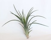 Tillandsia Califano -- Air Plant
