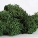Reindeer Moss: Forest Green, 1oz