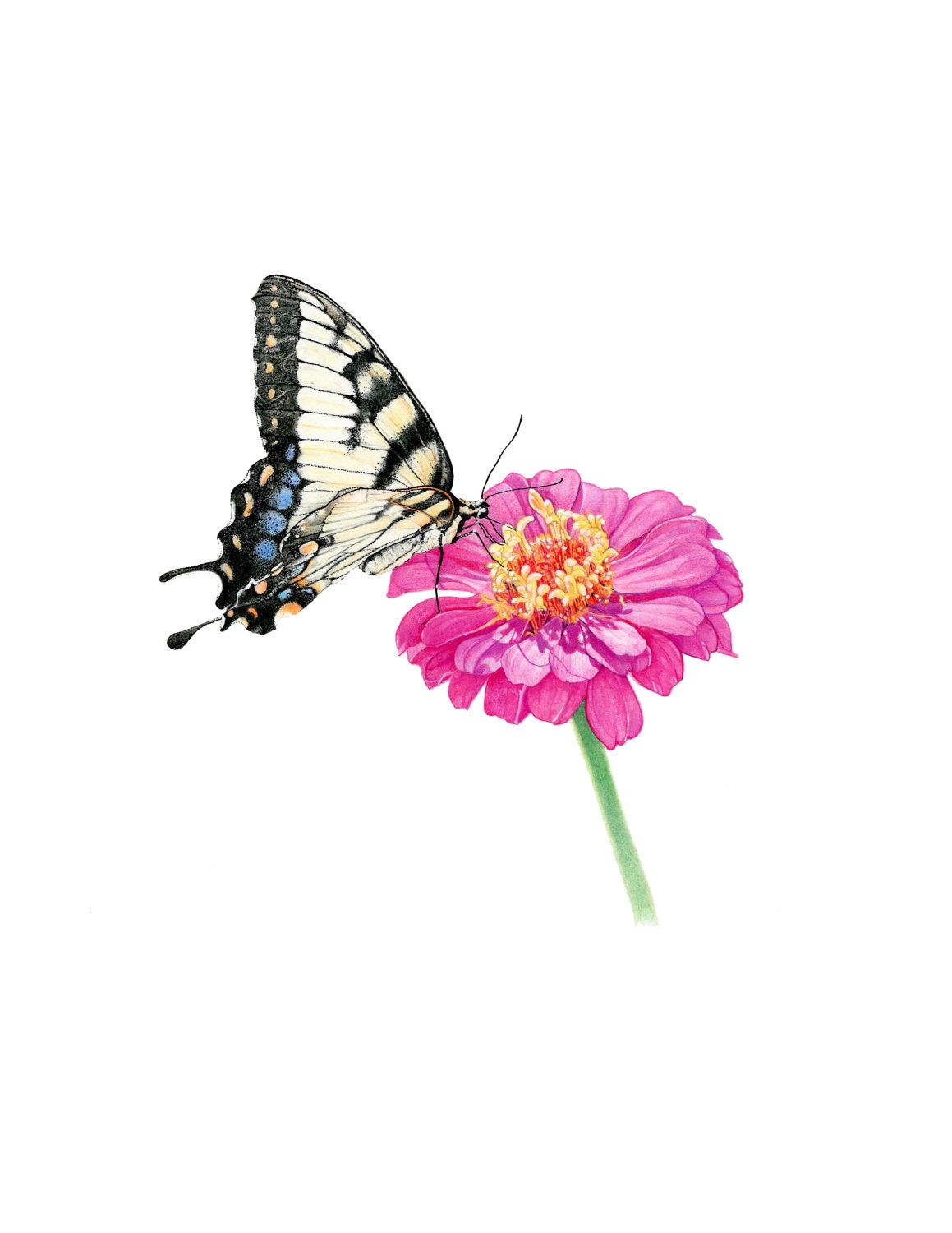Swallowtail Butterfly on Zinnia Flower Illustration. Archival Print.