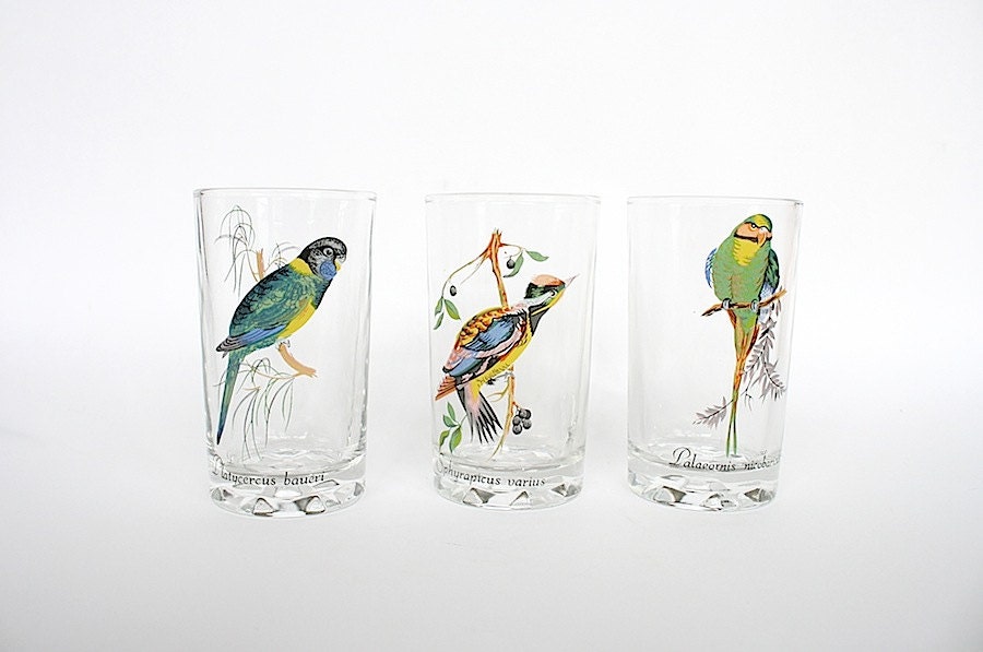 Bird Glasses Vintage Glassware Tumblers Exotic Birds Drinking Glasses Parakeet Song Birds Latin Names Birdwatcher Gift