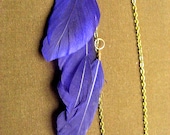 Purple feathered earlace