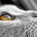 Black and white photography - Cat photograph - 8x10 - Cat looking out window - Animal photography