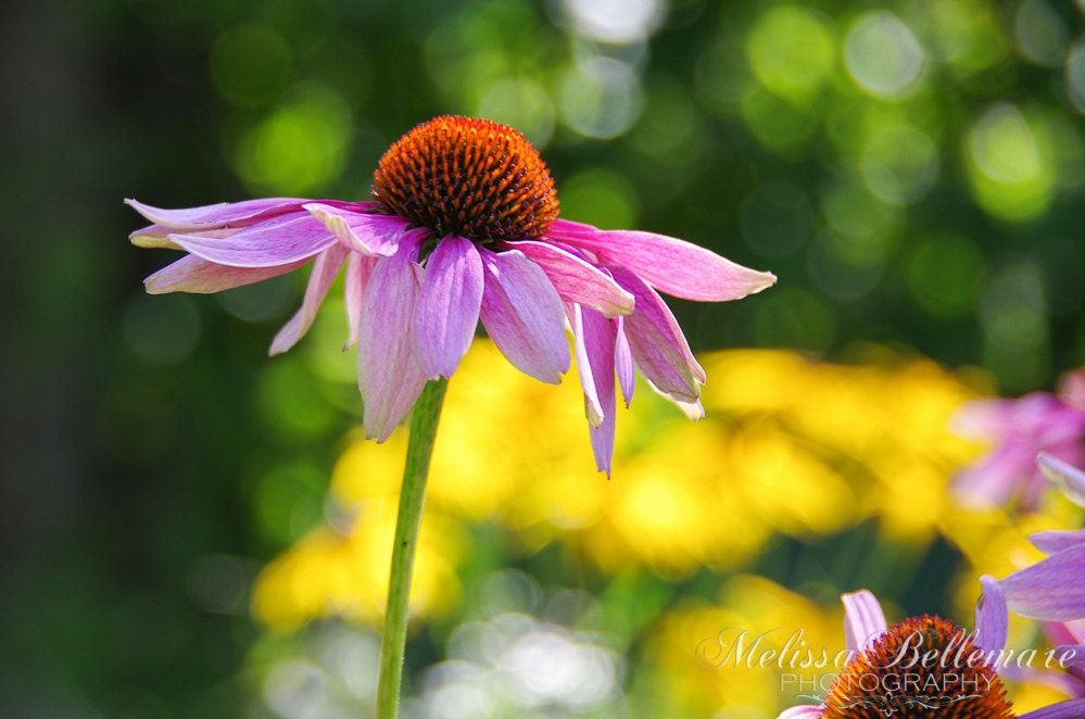 Photographic Print "Pink Coneflower"