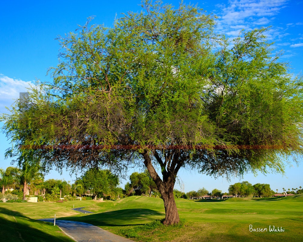 Framed 8x10 Fine Art Photography - Twisted Tree Front