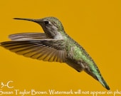 Hummingbird fine art, wild bird photo, bird photography, 5x7, wildlife art, nature photo