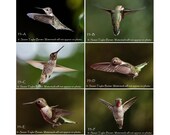 Hummingbird postcards, nature postcards, set of 6