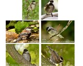 Chickadee note cards, bird photo cards, wild bird photo, 4x6 wildlife photography, nature card