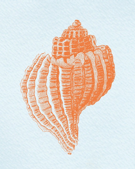 Antique Illustration shell - print on Fine art watercolor paper 8x10 inch.
