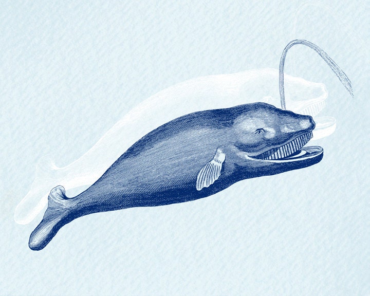 Antique Illustration whale - print on Fine art watercolor paper 8x10 inch.