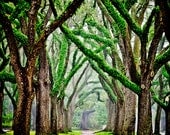 Tree Photography - Live Oak Trees - Misty Morning Photography - beautiful nature photo - Green