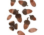 acorns giclee art print