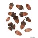 acorns giclee art print