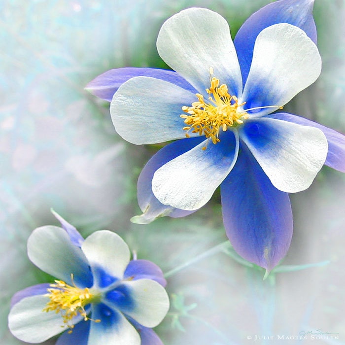 Columbine Flower Photography -8x8 Print -Blue Flower -Blue Home Decor -Wildflower Print -Gifts for Mom -Square Art -Colorado Photography